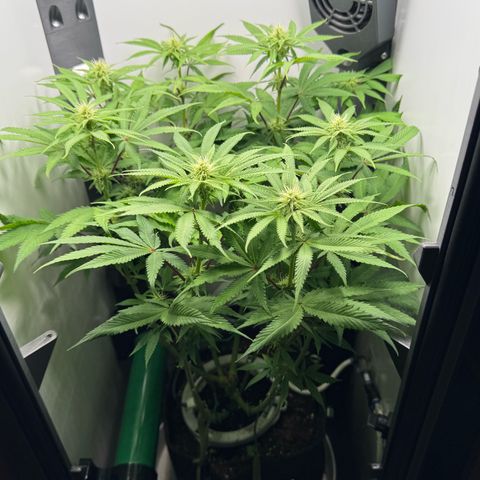 Punch Pie RQS growlog timeline photo