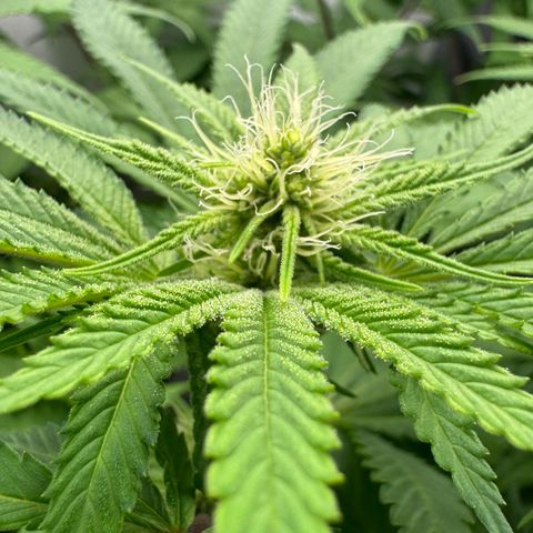 Punch Pie RQS growlog timeline photo
