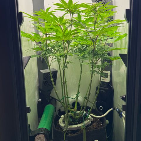 Punch Pie RQS growlog timeline photo