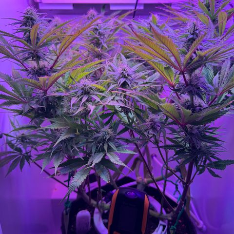 Royal Gorilla growlog timeline photo