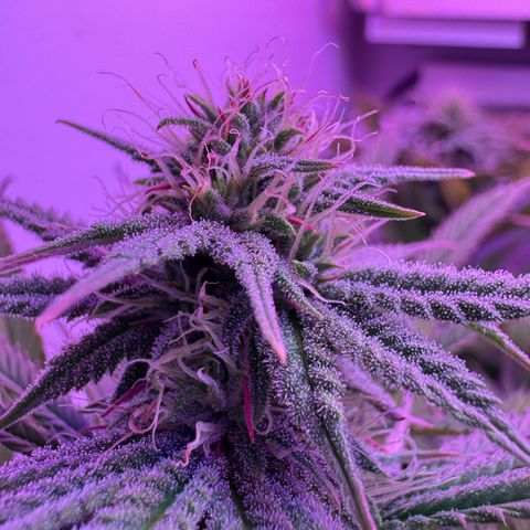 Royal Gorilla growlog timeline photo