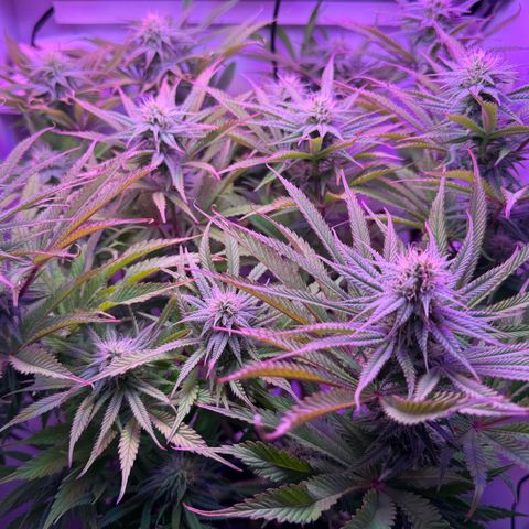 Royal Gorilla growlog timeline photo