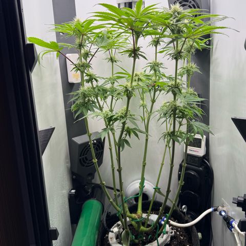 Punch Pie RQS growlog timeline photo