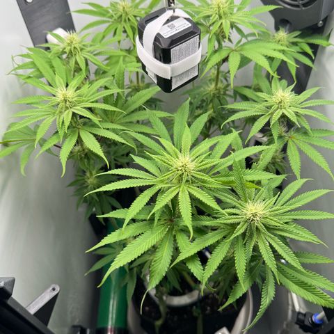 Punch Pie RQS growlog timeline photo