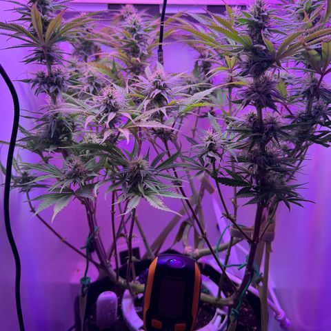 Royal Gorilla growlog timeline photo