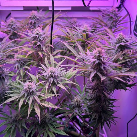 Royal Gorilla growlog timeline photo