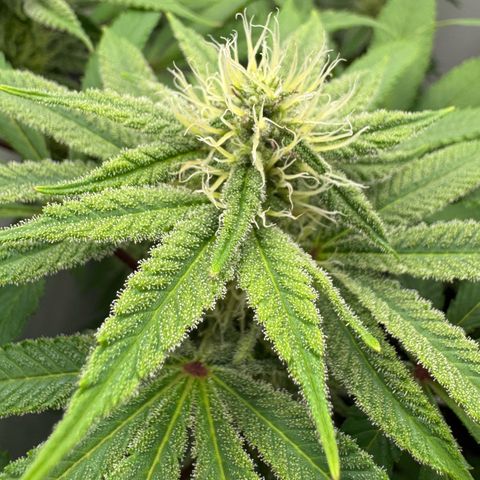 Punch Pie RQS growlog timeline photo