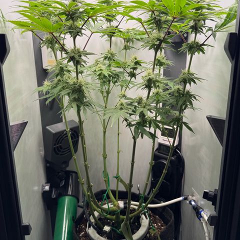 Punch Pie RQS growlog timeline photo