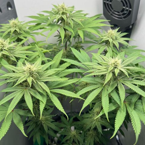 Punch Pie RQS growlog timeline photo
