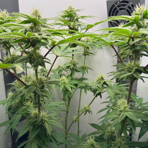 Punch Pie RQS growlog timeline photo