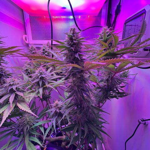 Royal Gorilla growlog timeline photo