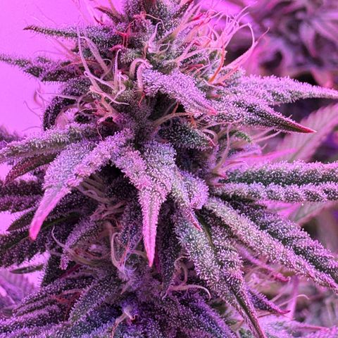 Royal Gorilla growlog timeline photo