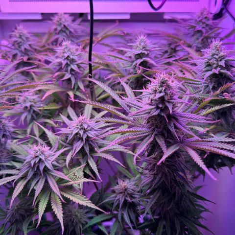 Royal Gorilla growlog timeline photo