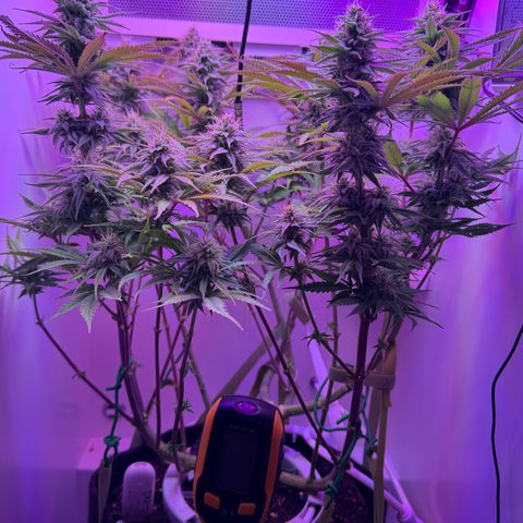 Royal Gorilla growlog timeline photo