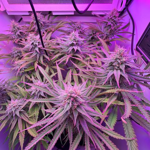 Royal Gorilla growlog timeline photo