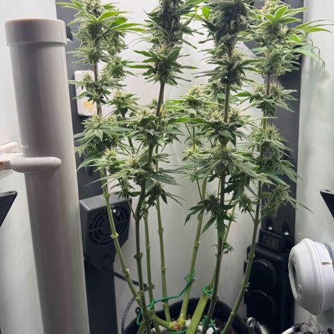 Punch Pie RQS growlog timeline photo
