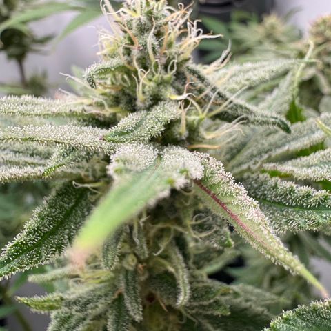 Punch Pie RQS growlog timeline photo