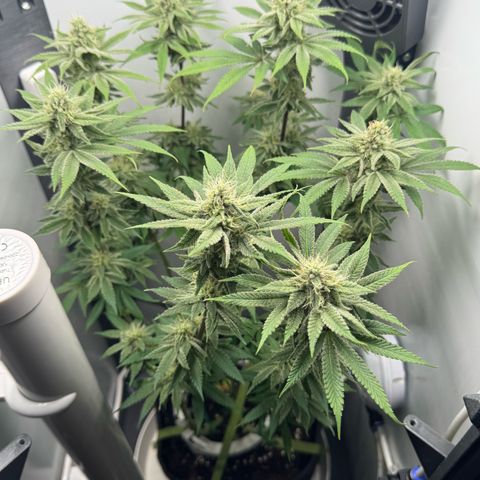 Punch Pie RQS growlog timeline photo