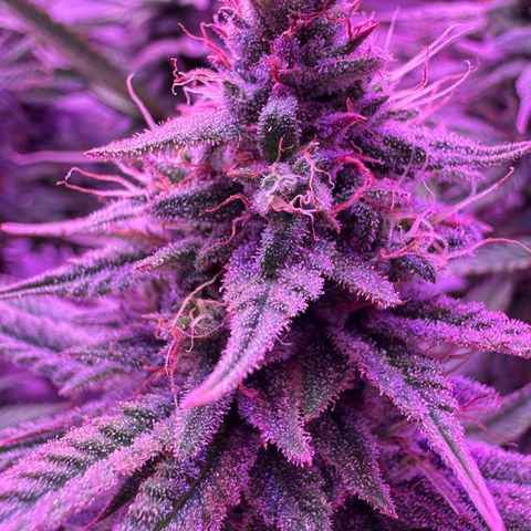 Royal Gorilla growlog timeline photo
