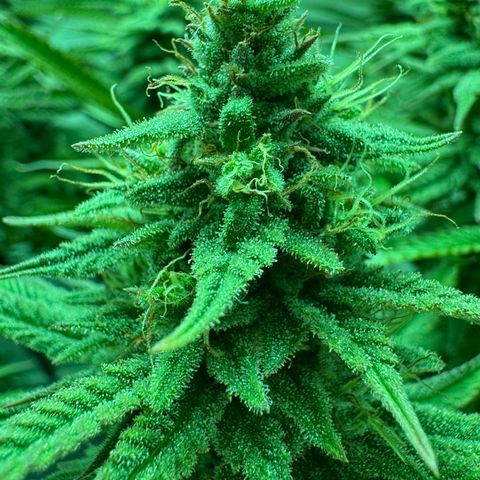 Royal Gorilla growlog timeline photo