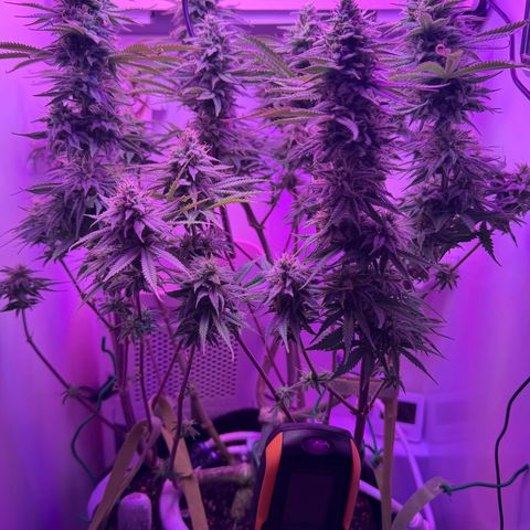 Royal Gorilla growlog timeline photo