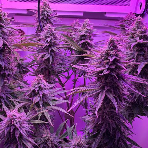 Royal Gorilla growlog timeline photo