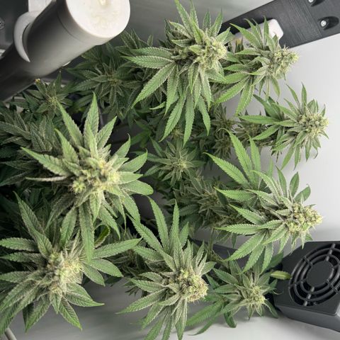 Punch Pie RQS growlog timeline photo
