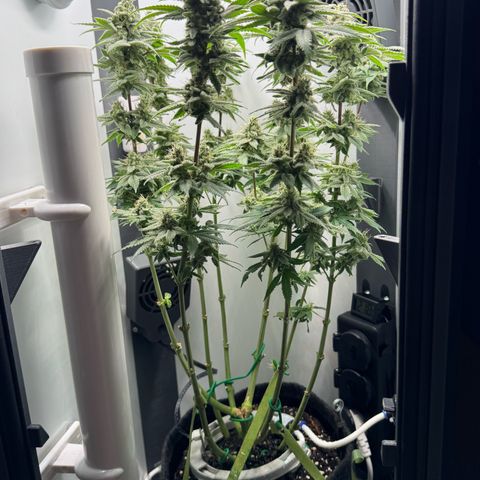 Punch Pie RQS growlog timeline photo