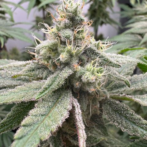 Punch Pie RQS growlog timeline photo
