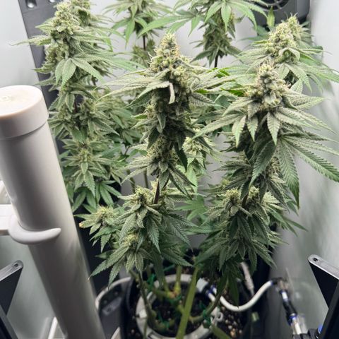 Punch Pie RQS growlog timeline photo