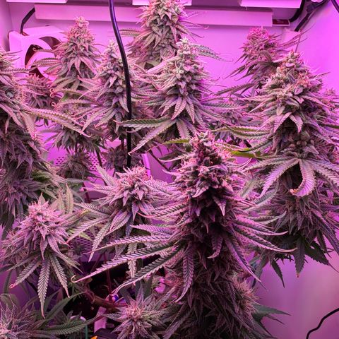 Royal Gorilla growlog timeline photo