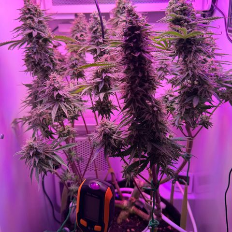 Royal Gorilla growlog timeline photo
