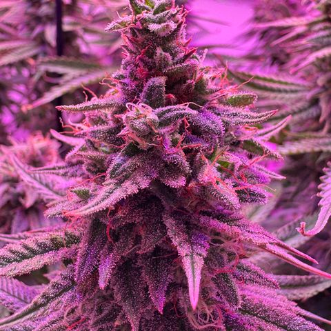 Royal Gorilla growlog timeline photo