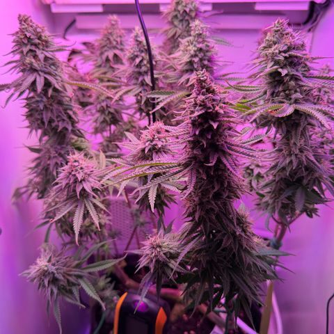 Royal Gorilla growlog timeline photo