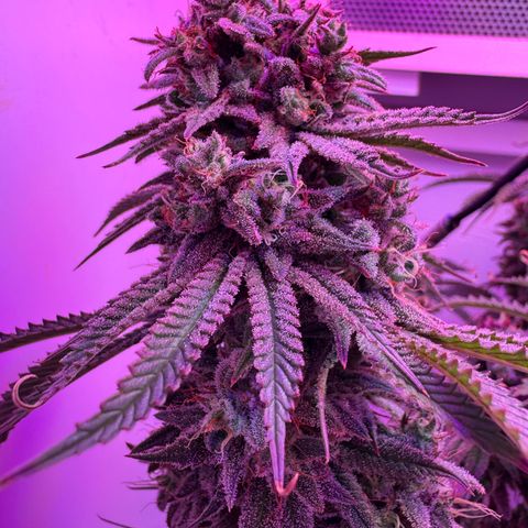Royal Gorilla growlog timeline photo