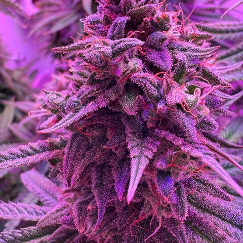 Royal Gorilla growlog timeline photo