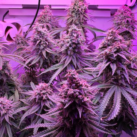 Royal Gorilla growlog timeline photo