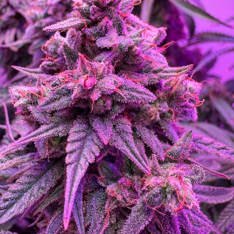 Royal Gorilla growlog timeline photo