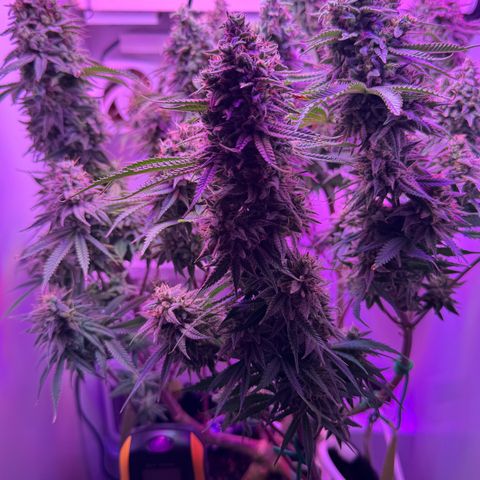 Royal Gorilla growlog timeline photo
