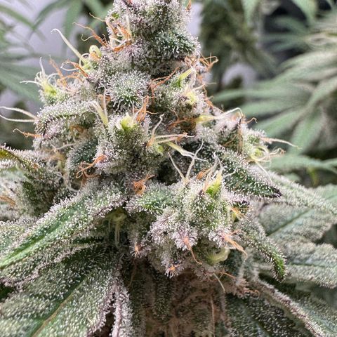 Punch Pie RQS growlog timeline photo