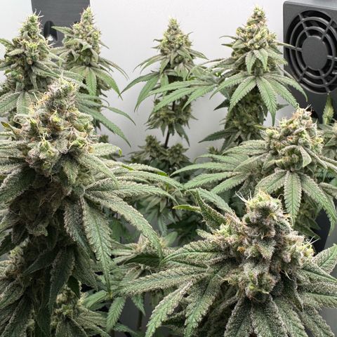 Punch Pie RQS growlog timeline photo