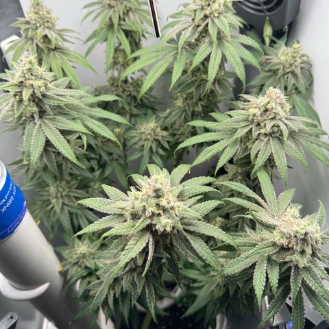 Punch Pie RQS growlog timeline photo