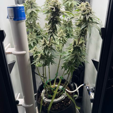 Punch Pie RQS growlog timeline photo