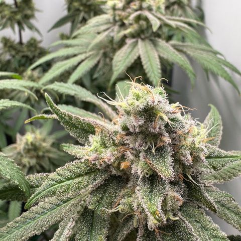 Punch Pie RQS growlog timeline photo