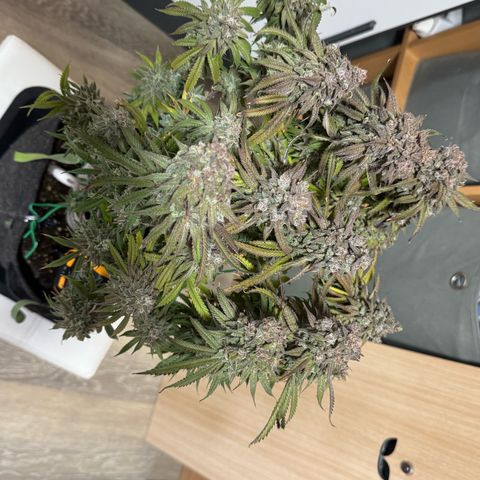 Royal Gorilla growlog timeline photo