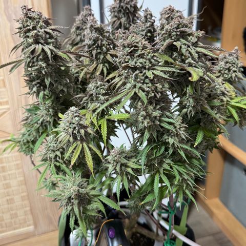 Royal Gorilla growlog timeline photo
