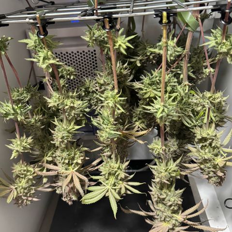 Royal Gorilla growlog timeline photo