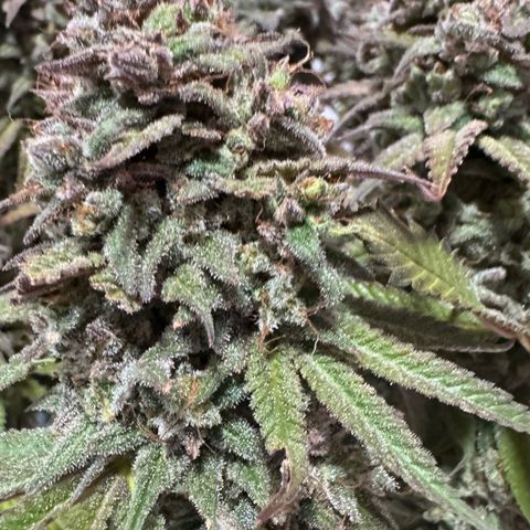 Royal Gorilla growlog timeline photo