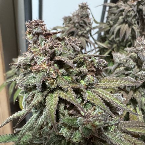 Royal Gorilla growlog timeline photo