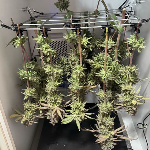 Royal Gorilla growlog timeline photo